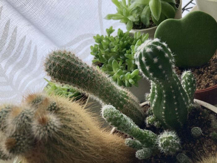 ダイソーのサボテンの寄せ植え