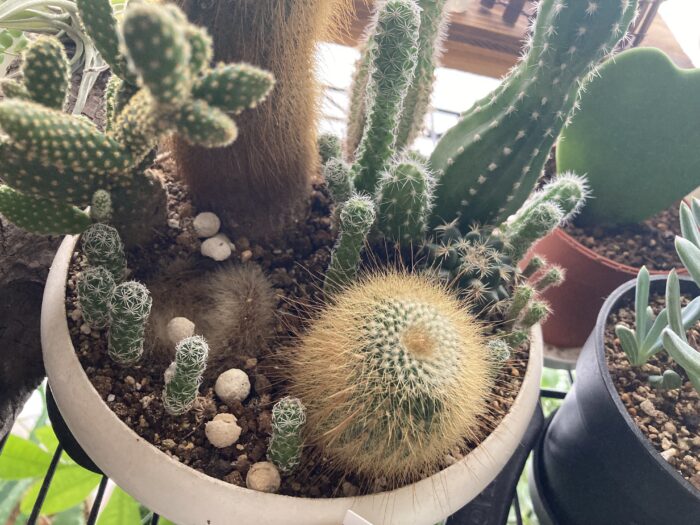 ダイソーのサボテンの寄せ植え・ギンテマリ