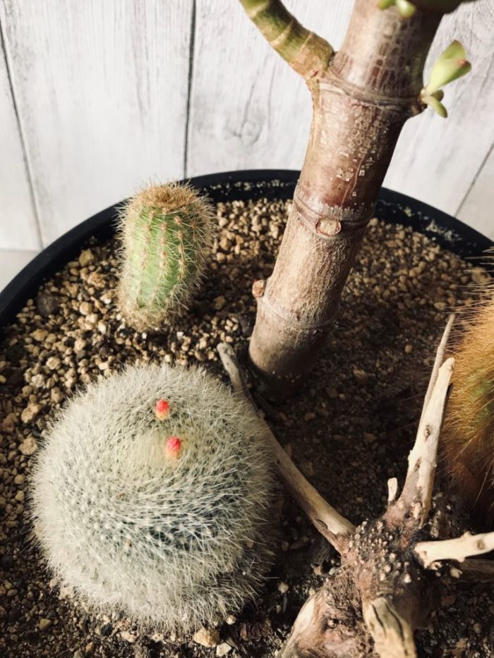 【サボテン】2019.4.19撮影