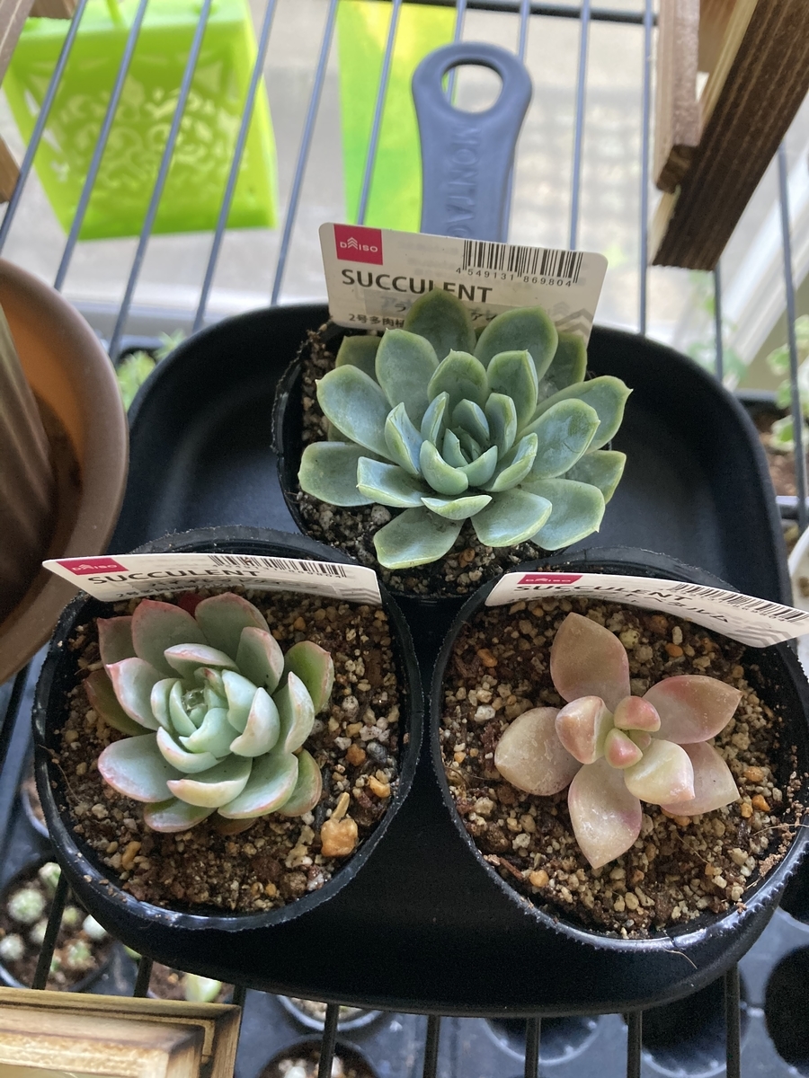 ダイソーのバイオレットクイーン、ラズベリーアイス、グラプトペタルム