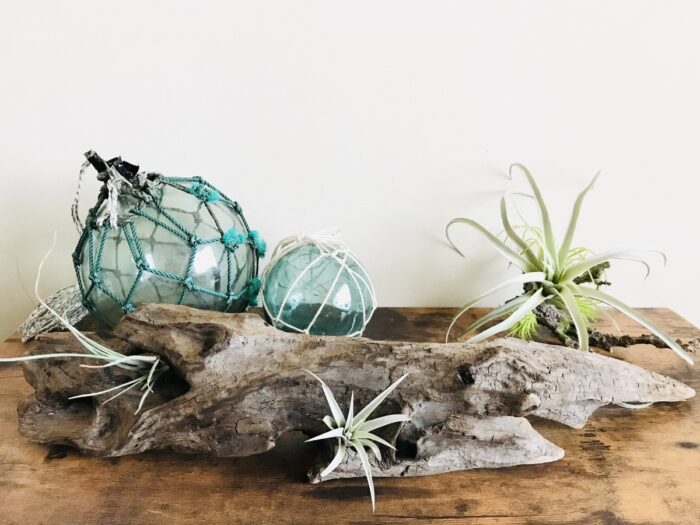 流木とエアプランツとガラス浮玉