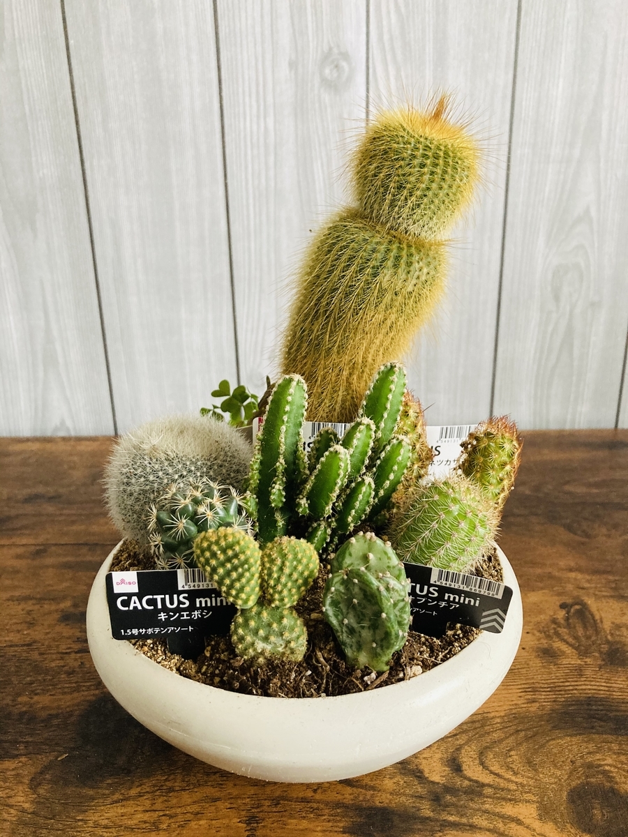 ダイソーサボテンの寄せ植え