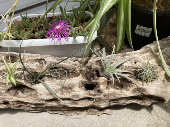 流木とエアプランツのインテリア