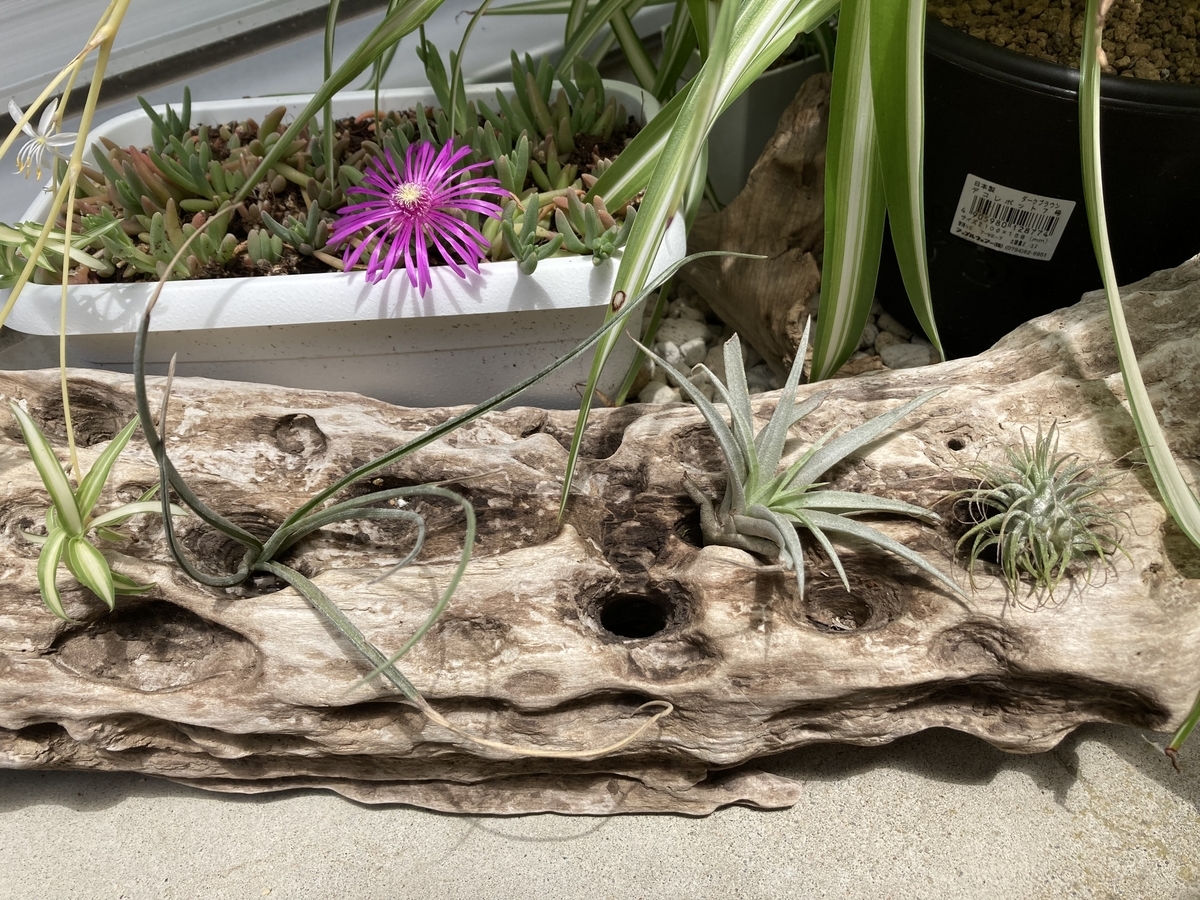 流木とエアプランツのインテリア