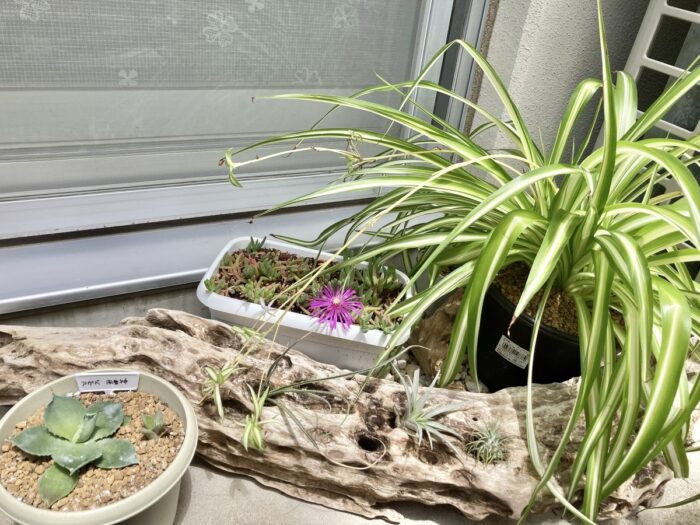 流木とベランダガーデンのインテリア