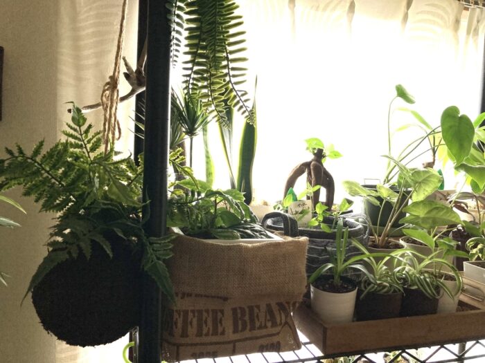 室内ガーデニング（インドアガーデン）