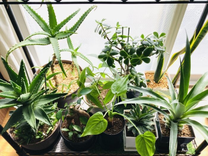 室内ガーデニング（インドアガーデン）