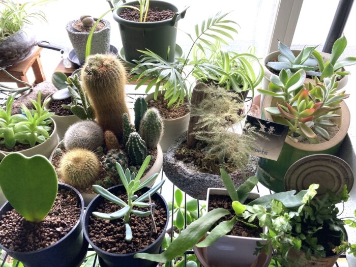 室内ガーデニング（インドアガーデン）