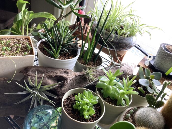 室内ガーデニング（インドアガーデン）