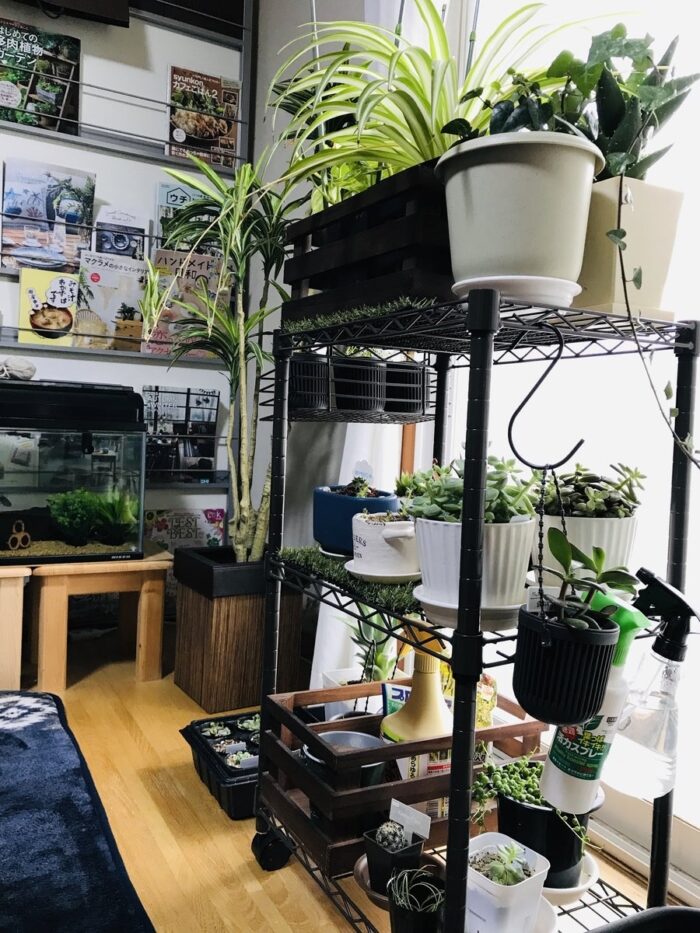 室内ガーデニング（インドアガーデン）