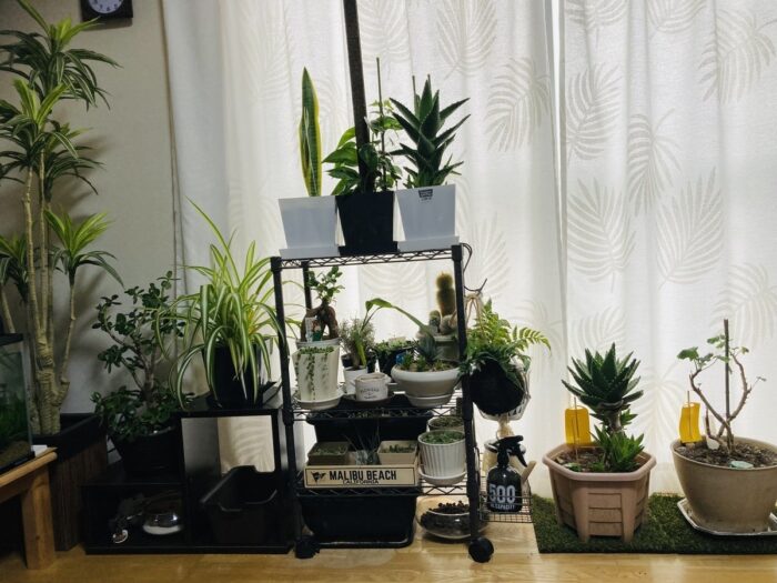 室内ガーデニング（インドアガーデン）