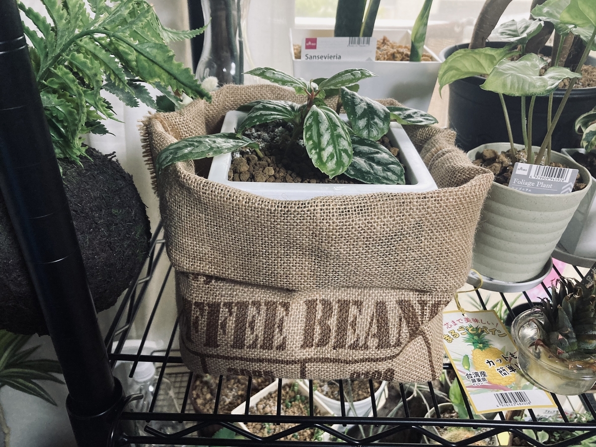 ダイソーのジュートべジタブルストッカー、鉢カバー代わり
