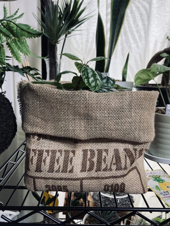 ダイソーのジュートべジタブルストッカー、鉢カバー代わり